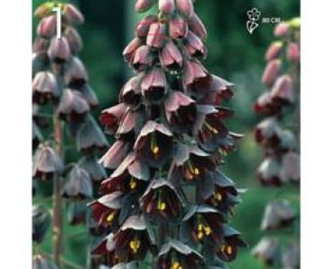 Фритилария Persica (черна)